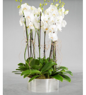 10 dal beyaz orkide